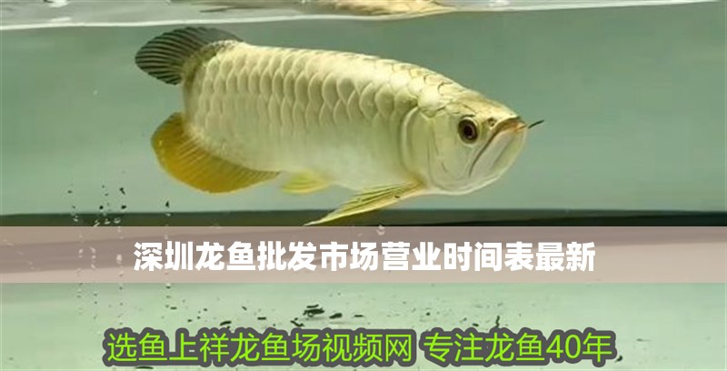 深圳龍魚批發市場營業時間表最新