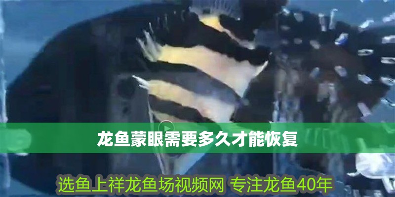 龍魚蒙眼需要多久才能恢復(fù)