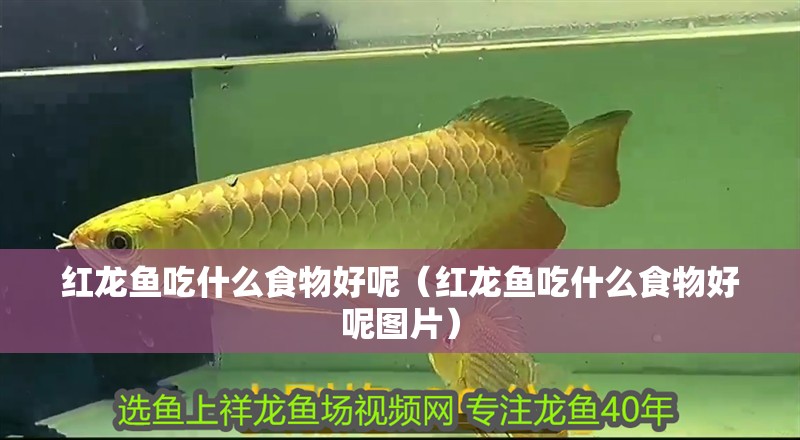 紅龍魚吃什么食物好呢（紅龍魚吃什么食物好呢圖片） 紅龍魚吃什么食物好呢（紅龍魚吃什么食物好呢圖片） 龍魚百科