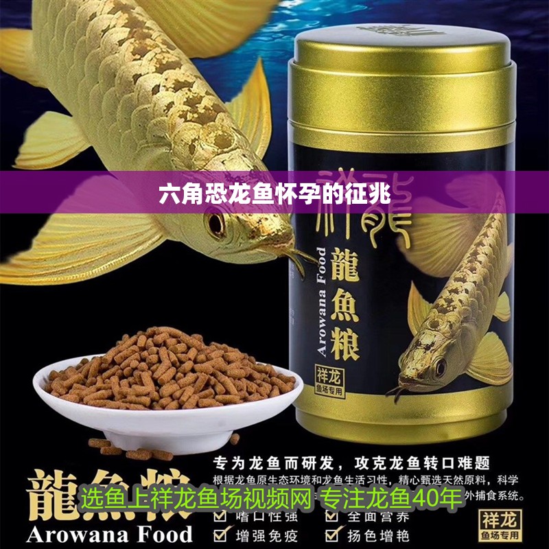 六角恐龍魚懷孕的征兆