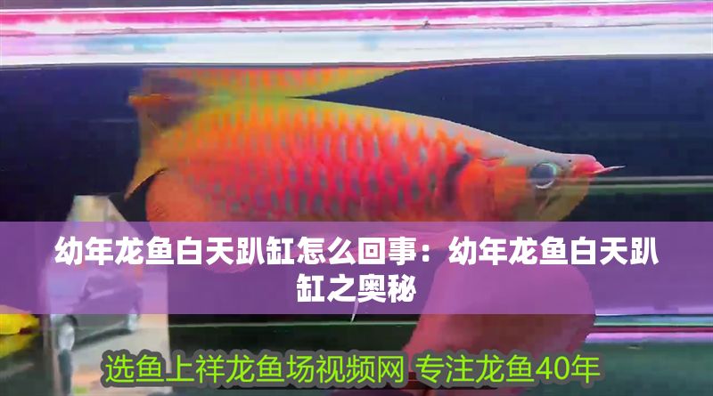 幼年龍魚白天趴缸怎么回事：幼年龍魚白天趴缸之奧秘