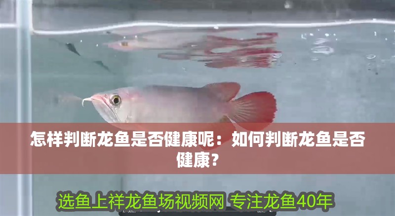 怎樣判斷龍魚是否健康呢：如何判斷龍魚是否健康？