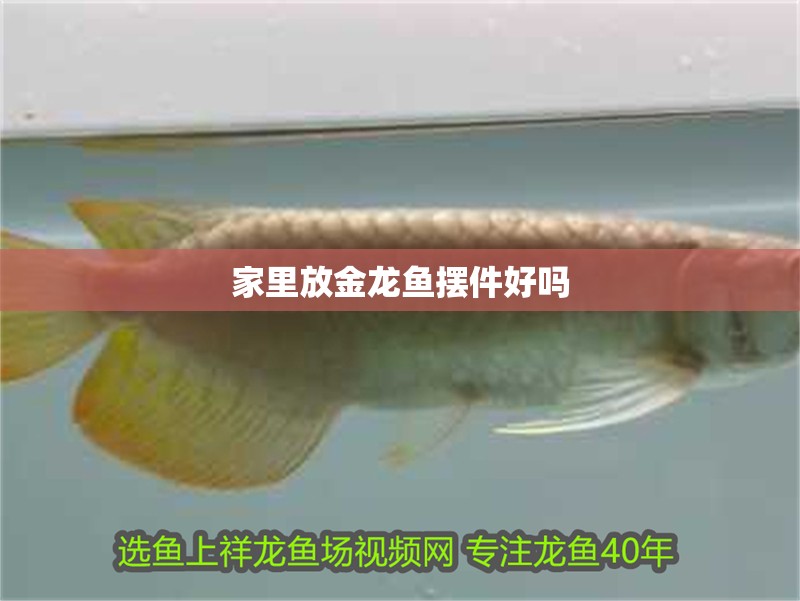 家里放金龍魚擺件好嗎