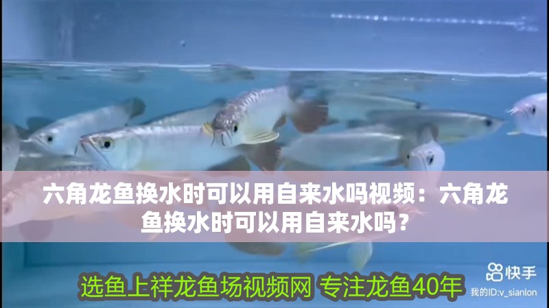 六角龍魚換水時可以用自來水嗎視頻：六角龍魚換水時可以用自來水嗎？