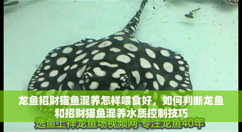 龍魚招財貓魚混養怎樣喂食好,如何判斷龍魚和招財貓魚混養水質控制技巧 龍魚百科 第2張 龍魚招財貓魚混養怎樣喂食好,如何判斷龍魚和招財貓魚混養水質控制技巧 龍魚招財貓魚混養怎樣喂食好,如何判斷龍魚和招財貓魚混養水質控制技巧 龍魚百科 第2張