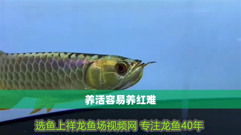 養活容易養紅難