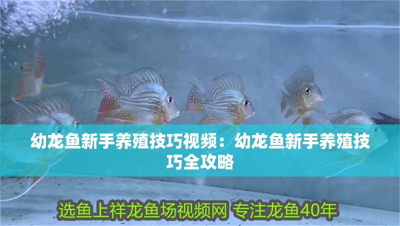 幼龍魚新手養(yǎng)殖技巧視頻：幼龍魚新手養(yǎng)殖技巧全攻略