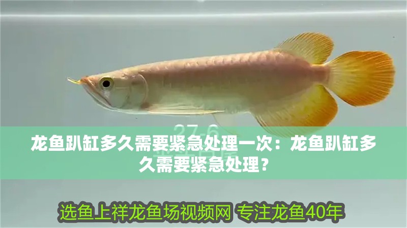 龍魚趴缸多久需要緊急處理一次：龍魚趴缸多久需要緊急處理？