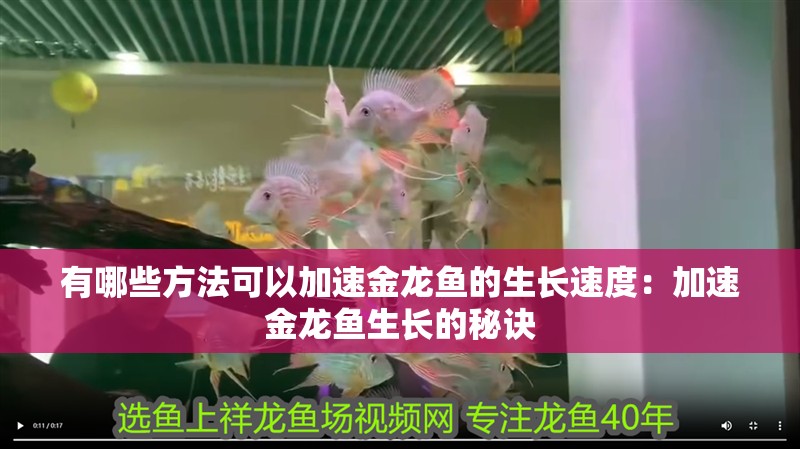 有哪些方法可以加速金龍魚的生長速度：加速金龍魚生長的秘訣