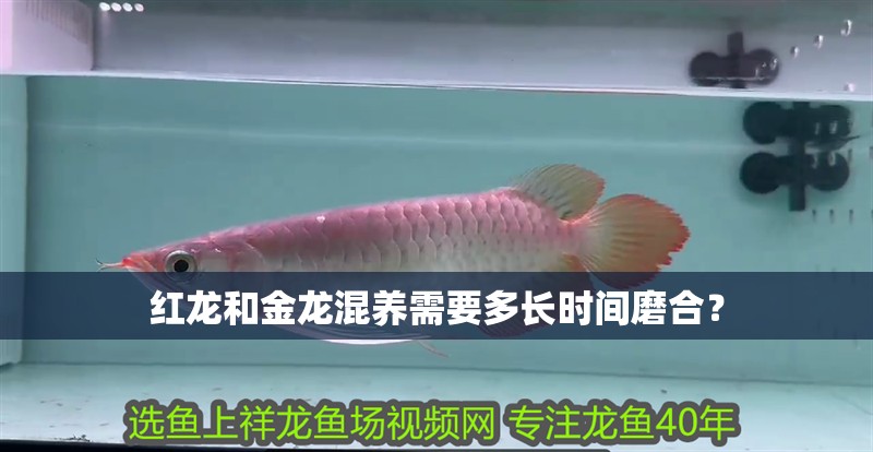 紅龍和金龍混養需要多長時間磨合？