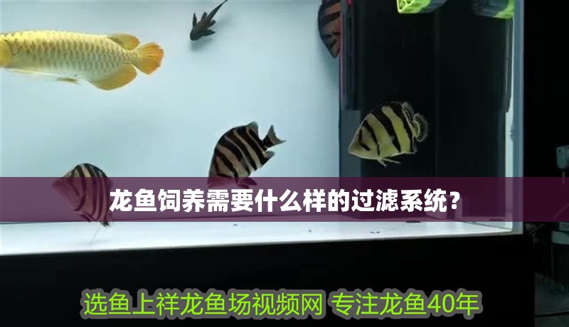 龍魚飼養需要什么樣的過濾系統？