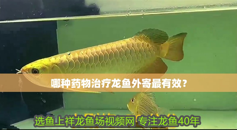 魚缸用增氧泵價格是多少:魚缸增氧機-xtrac增氧機-xtrac增氧機 哪種藥物治療龍魚外寄最有效? 龍魚百科 哪種藥物治療龍魚外寄最有效? 哪種藥物治療龍魚外寄最有效? 龍魚百科