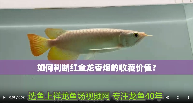 如何判斷紅金龍香煙的收藏價值？