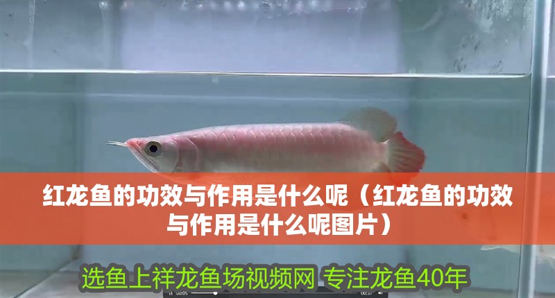 紅龍魚的功效與作用是什么呢（紅龍魚的功效與作用是什么呢圖片）