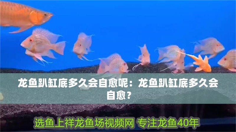 龍魚趴缸底多久會自愈呢：龍魚趴缸底多久會自愈？