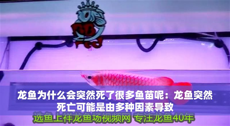 龍魚為什么會突然死了很多魚苗呢：龍魚突然死亡可能是由多種因素導致