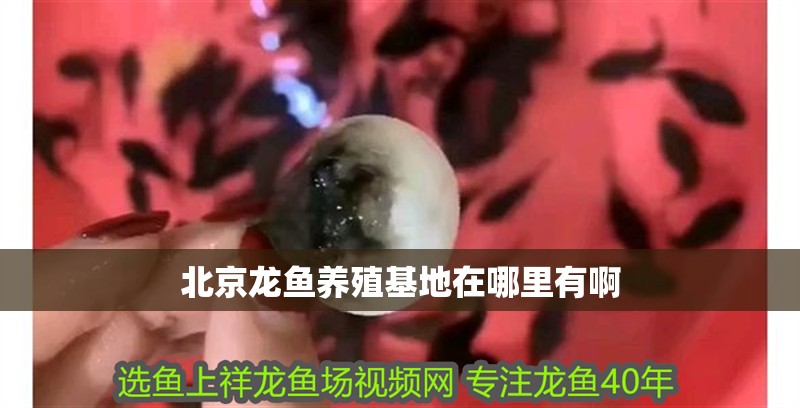 北京龍魚養殖基地在哪里有啊