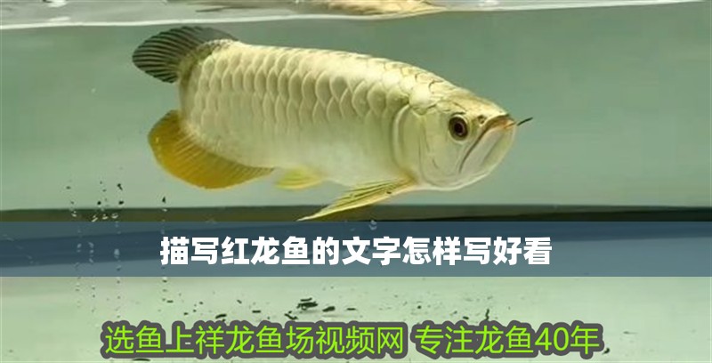 描寫紅龍魚的文字怎樣寫好看