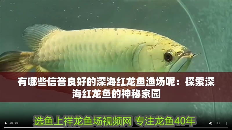 有哪些信譽(yù)良好的深海紅龍魚漁場呢：探索深海紅龍魚的神秘家園