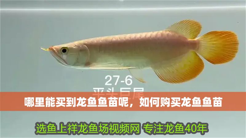 哪里能買到龍魚魚苗呢，如何購買龍魚魚苗