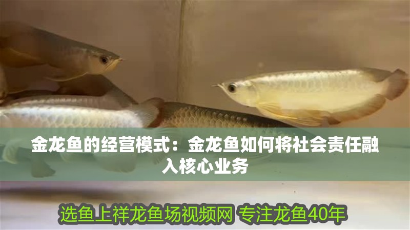 金龍魚的經(jīng)營模式：金龍魚如何將社會責(zé)任融入核心業(yè)務(wù)