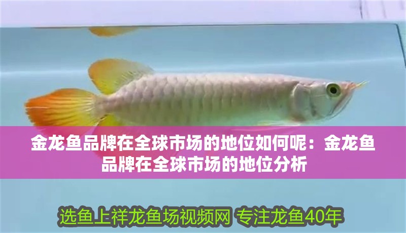 金龍魚(yú)品牌在全球市場(chǎng)的地位如何呢：金龍魚(yú)品牌在全球市場(chǎng)的地位分析