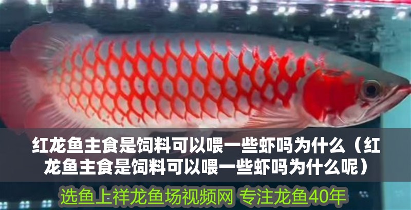 紅龍魚主食是飼料可以喂一些蝦嗎為什么（紅龍魚主食是飼料可以喂一些蝦嗎為什么呢）