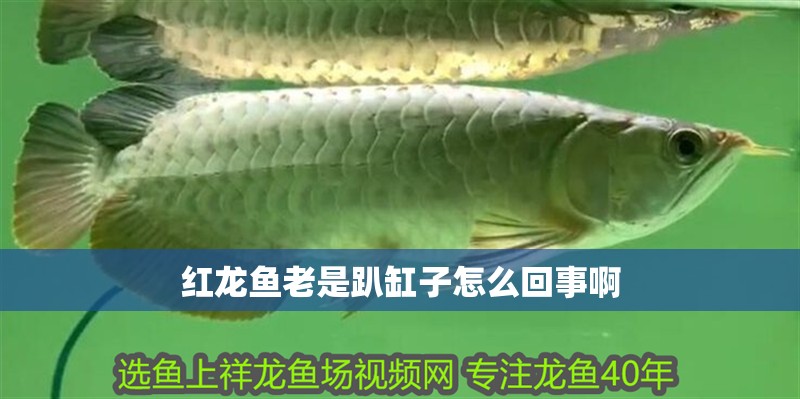 紅龍魚老是趴缸子怎么回事啊