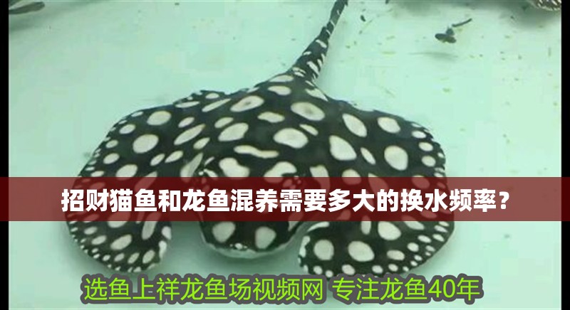 招財貓魚和龍魚混養需要多大的換水頻率？