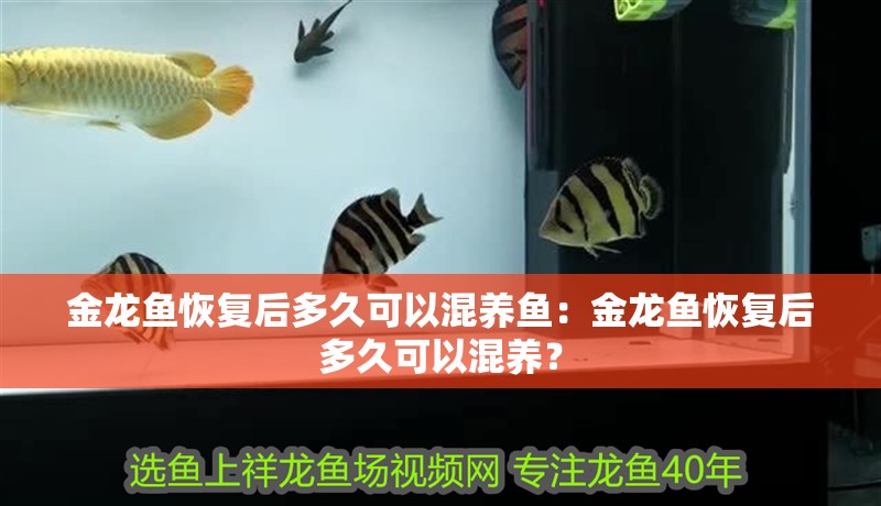 金龍魚恢復(fù)后多久可以混養(yǎng)魚：金龍魚恢復(fù)后多久可以混養(yǎng)？
