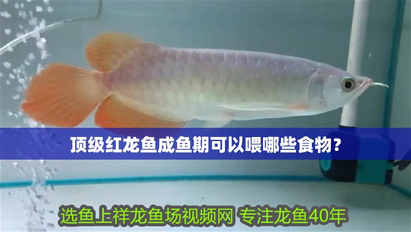 魚缸用增氧泵價格是多少:魚缸增氧機-xtrac增氧機-xtrac增氧機 頂級紅龍魚成魚期可以喂哪些食物? 龍魚百科 頂級紅龍魚成魚期可以喂哪些食物? 頂級紅龍魚成魚期可以喂哪些食物? 龍魚百科