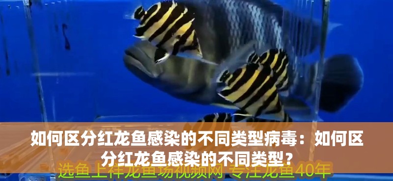 如何區分紅龍魚感染的不同類型病毒：如何區分紅龍魚感染的不同類型？