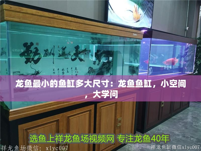 龍魚(yú)最小的魚(yú)缸多大尺寸：龍魚(yú)魚(yú)缸，小空間，大學(xué)問(wèn)