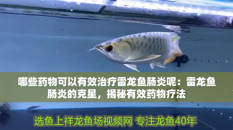 哪些藥物可以有效治療雷龍魚腸炎呢：雷龍魚腸炎的克星，揭秘有效藥物療法