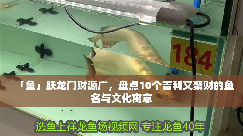 「魚」躍龍門財源廣，盤點10個吉利又聚財的魚名與文化寓意