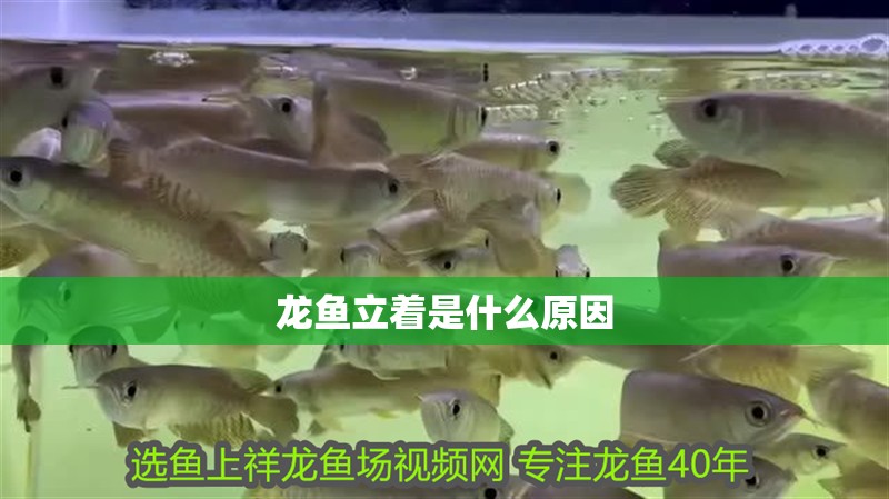 龍魚立著是什么原因