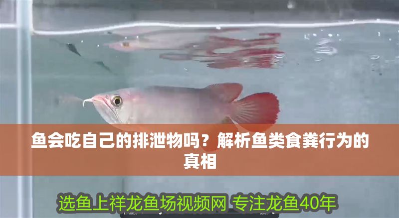 魚會吃自己的排泄物嗎？解析魚類食糞行為的真相