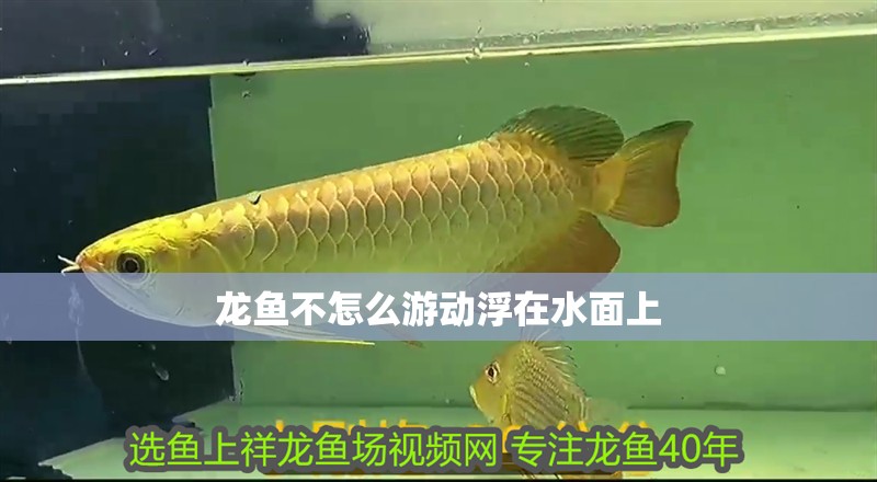 龍魚不怎么游動浮在水面上