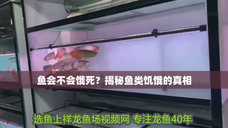 魚會不會餓死？揭秘魚類饑餓的真相