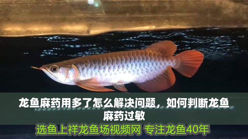 龍魚麻藥用多了怎么解決問(wèn)題，如何判斷龍魚麻藥過(guò)敏
