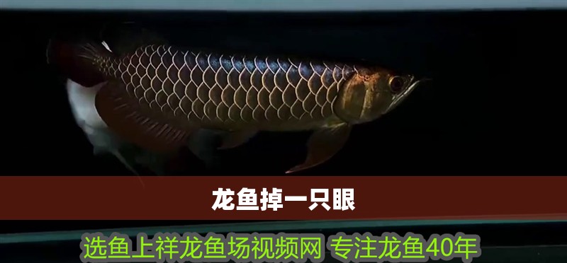 龍魚掉一只眼
