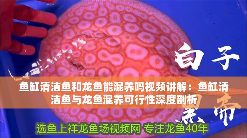 魚缸清潔魚和龍魚能混養嗎視頻講解：魚缸清潔魚與龍魚混養可行性深度剖析