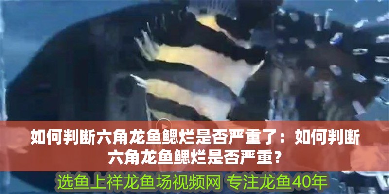 如何判斷六角龍魚鰓爛是否嚴重了：如何判斷六角龍魚鰓爛是否嚴重？