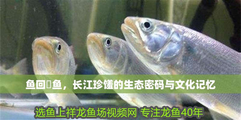 魚回鮰魚，長江珍饈的生態密碼與文化記憶