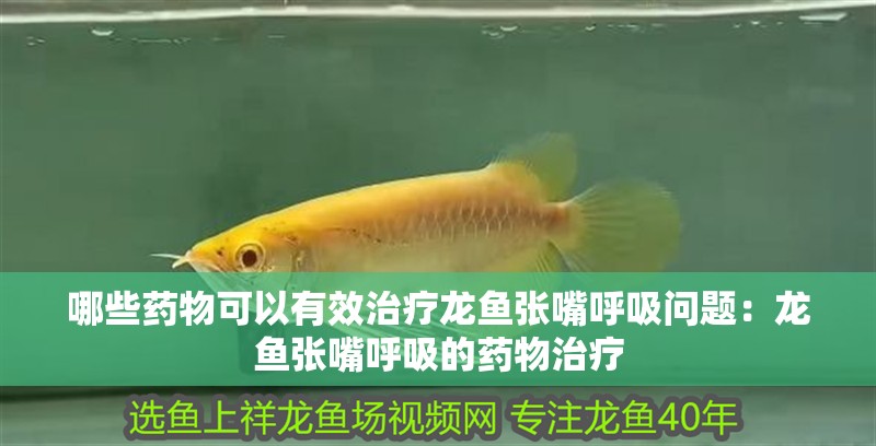哪些藥物可以有效治療龍魚張嘴呼吸問題：龍魚張嘴呼吸的藥物治療
