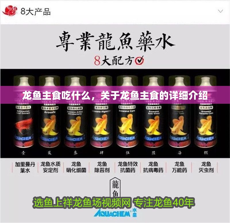 龍魚主食吃什么，關(guān)于龍魚主食的詳細介紹