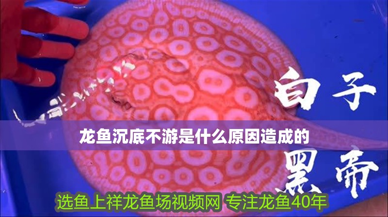 龍魚沉底不游是什么原因造成的