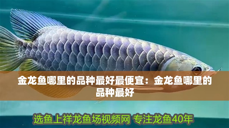 金龍魚哪里的品種最好最便宜：金龍魚哪里的品種最好