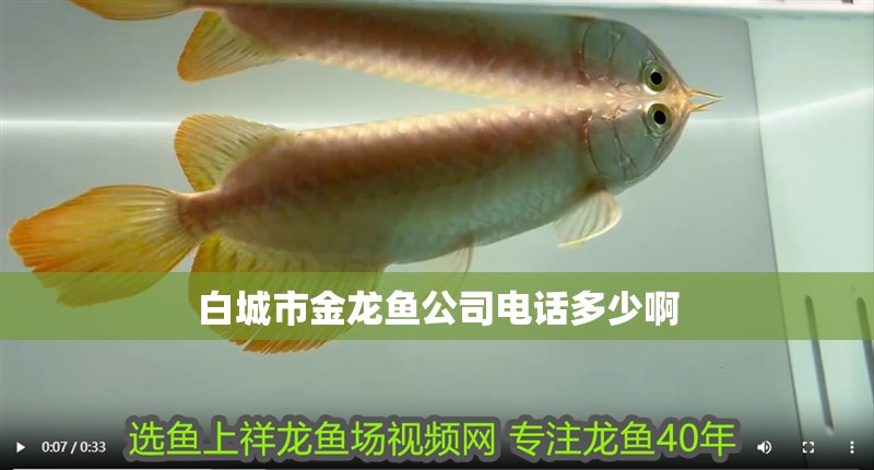 <strong><mark>白城</mark></strong>市金龍魚公司電話多少啊