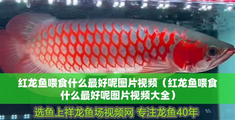 紅龍魚喂食什么最好呢圖片視頻（紅龍魚喂食什么最好呢圖片視頻大全）
